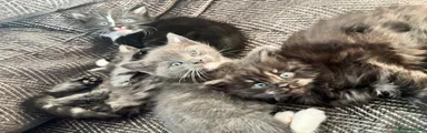 Scottish Fold 1