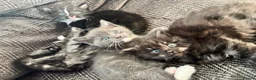 Scottish Fold cats for sale: Scottish fold cross kittens - Advert 5