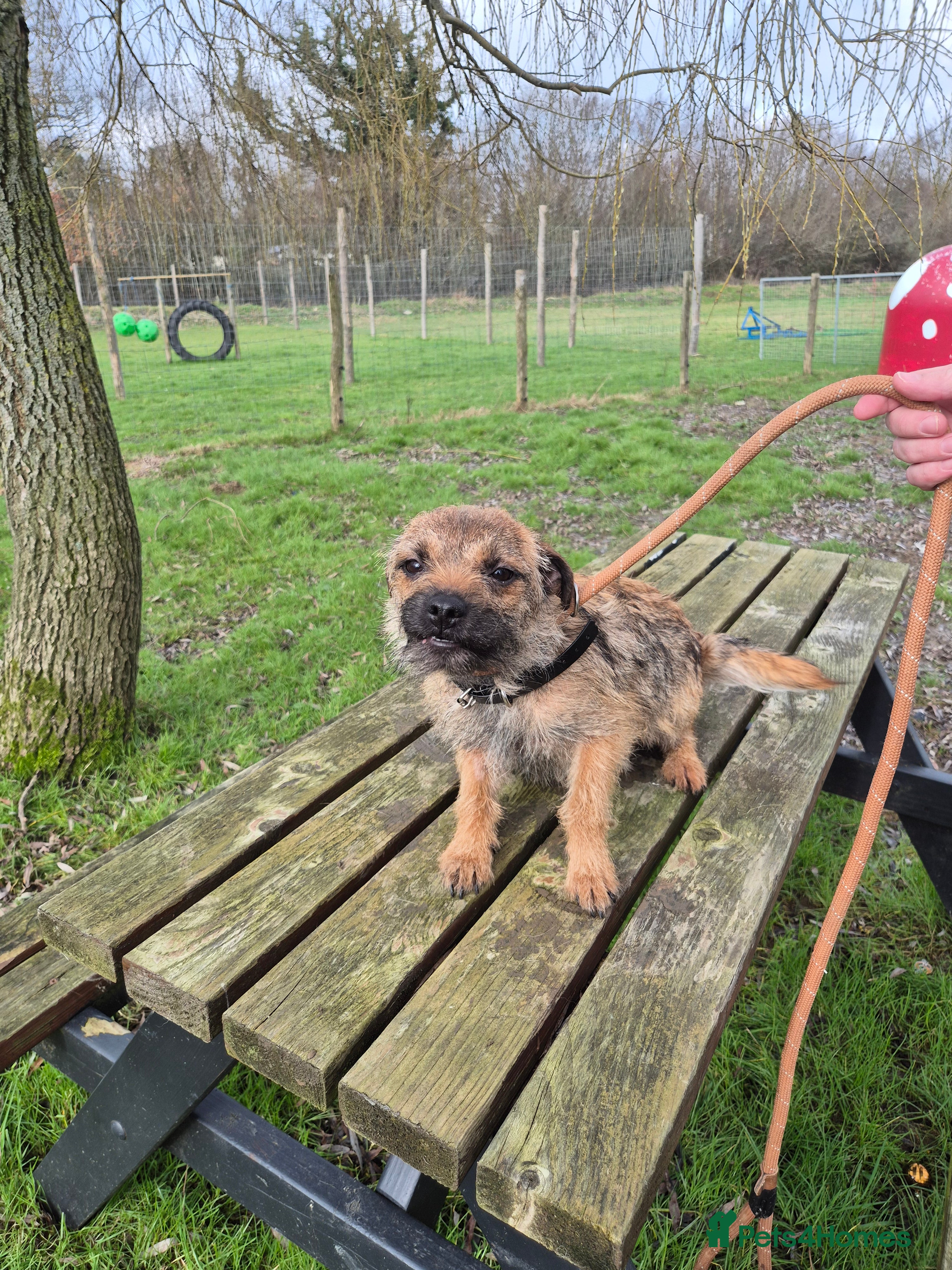 Border Terrier dogs Adult Border Terrier Female - Advert 1