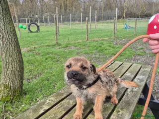 Border Terrier dogs Adult Border Terrier Female - Advert 1