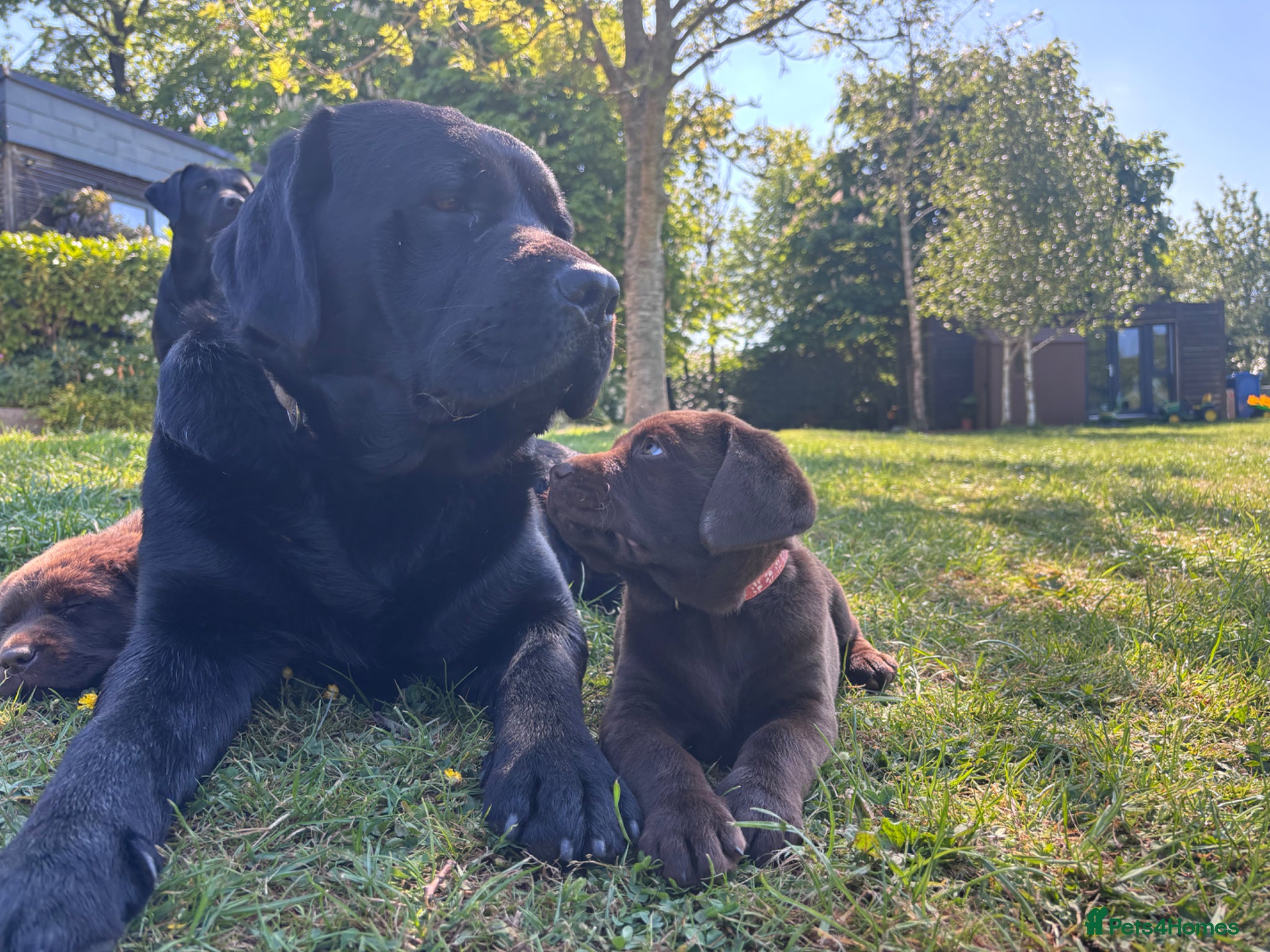 Labrador Retriever dogs True Show Line Chunky Labrador Puppies  - Advert 13