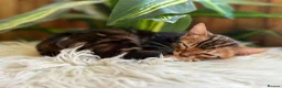 Bengal cats for sale: TIGA BENGAL KITTENS FOR SALE - READY 25/04/26 - Advert 20