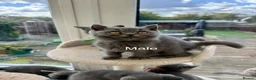 British Shorthair cats for sale: Tortieshell & Cream BSH kittens ready to leave now - Advert 8