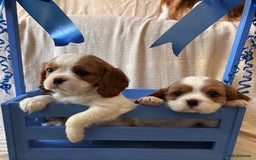 Cavalier King Charles Spaniel dogs for sale: Gorgeous Cavalier King Charles Puppies  - Image 8