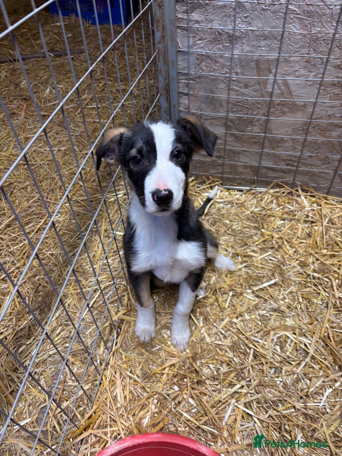 Border Collie dogs for sale: 1 left - Ready Now - Border collie pups  - Advert 2