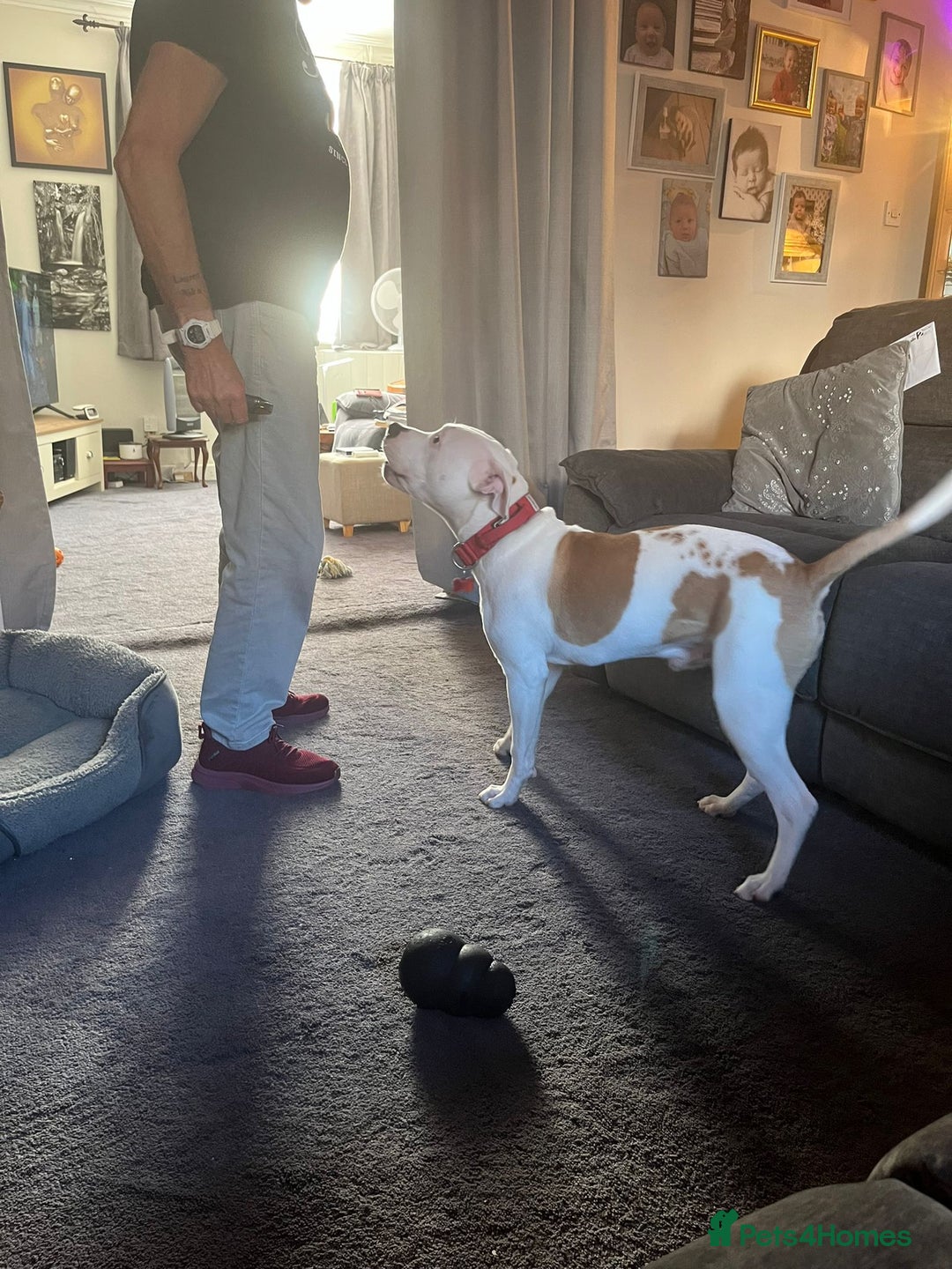 American Bull Staffy dogs for sale: Eight month old American Bull Staffy - Image 3