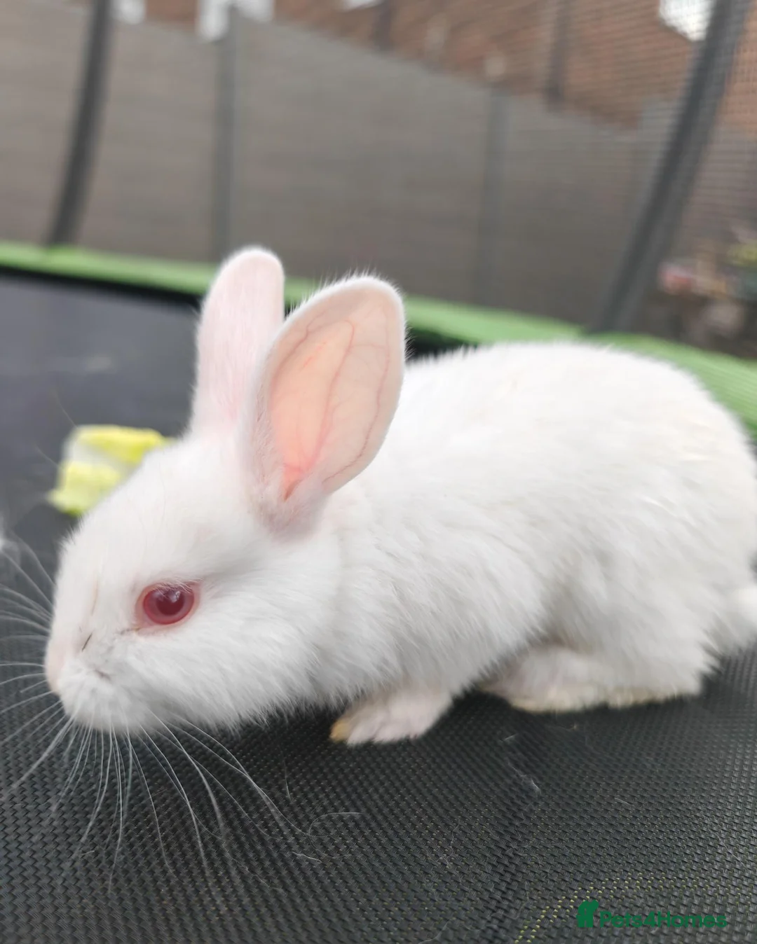 New Zealand rabbits for sale: Beautiful New Zealand Rabbits – Boys & Girls  in Farnborough - Advert 2