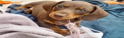 Miniature Dachshund dogs for sale: loving and playful boy  - Advert 3