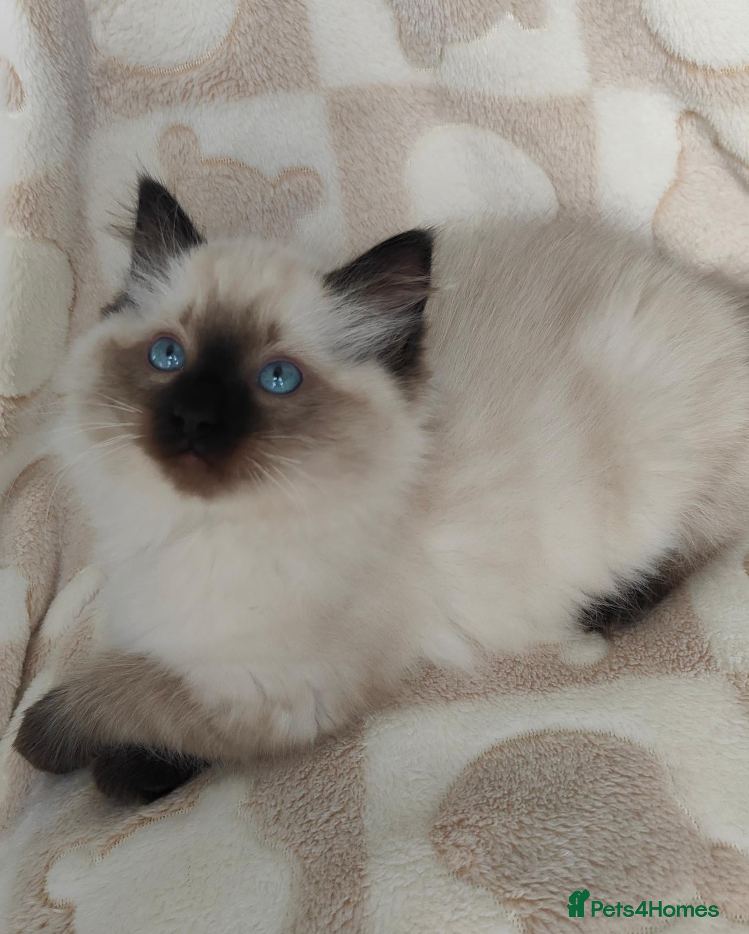 Ragdoll cats Ragdoll kittens  - Advert 3