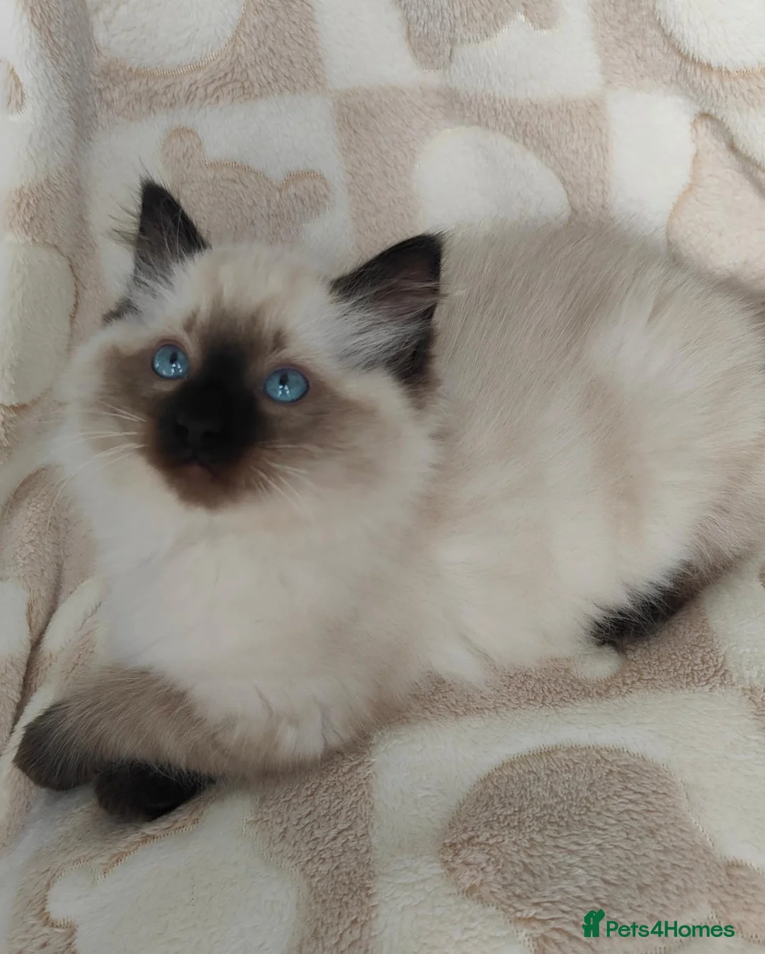 Ragdoll cats for sale: Ragdoll kittens  - Advert 1