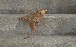 Bearded Dragon reptiles for sale: 12 Month male bearded dragon  - Image 6
