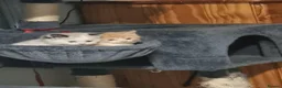 Persian cats for sale: Persian kittens  - Advert 1