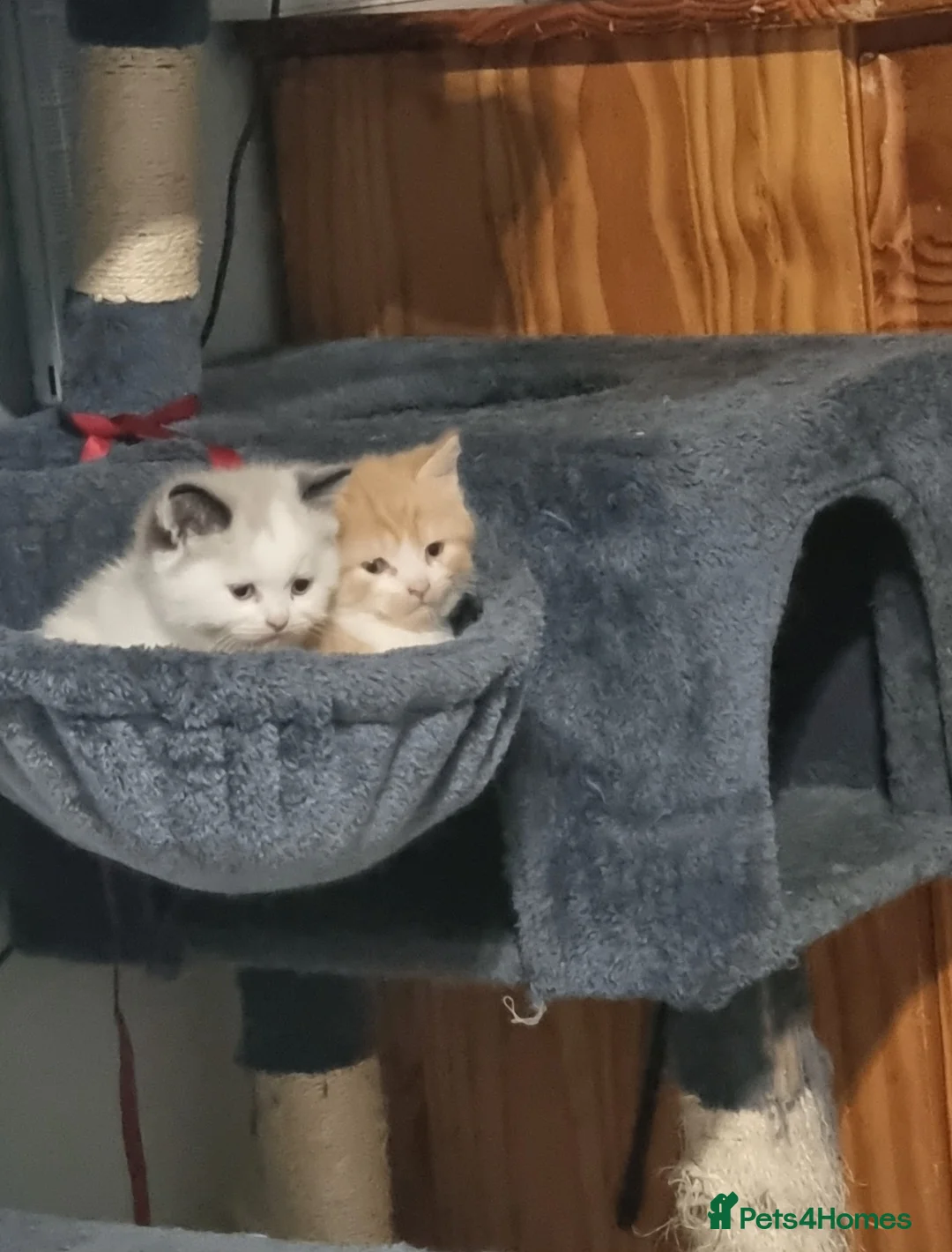 Persian cats for sale: Persian kittens  - Advert 1