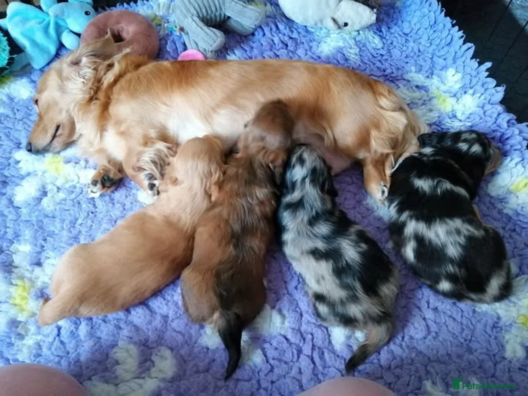 Dachshund dogs for sale: Beautiful puppies dachshund miniature longhaired  - Advert 14