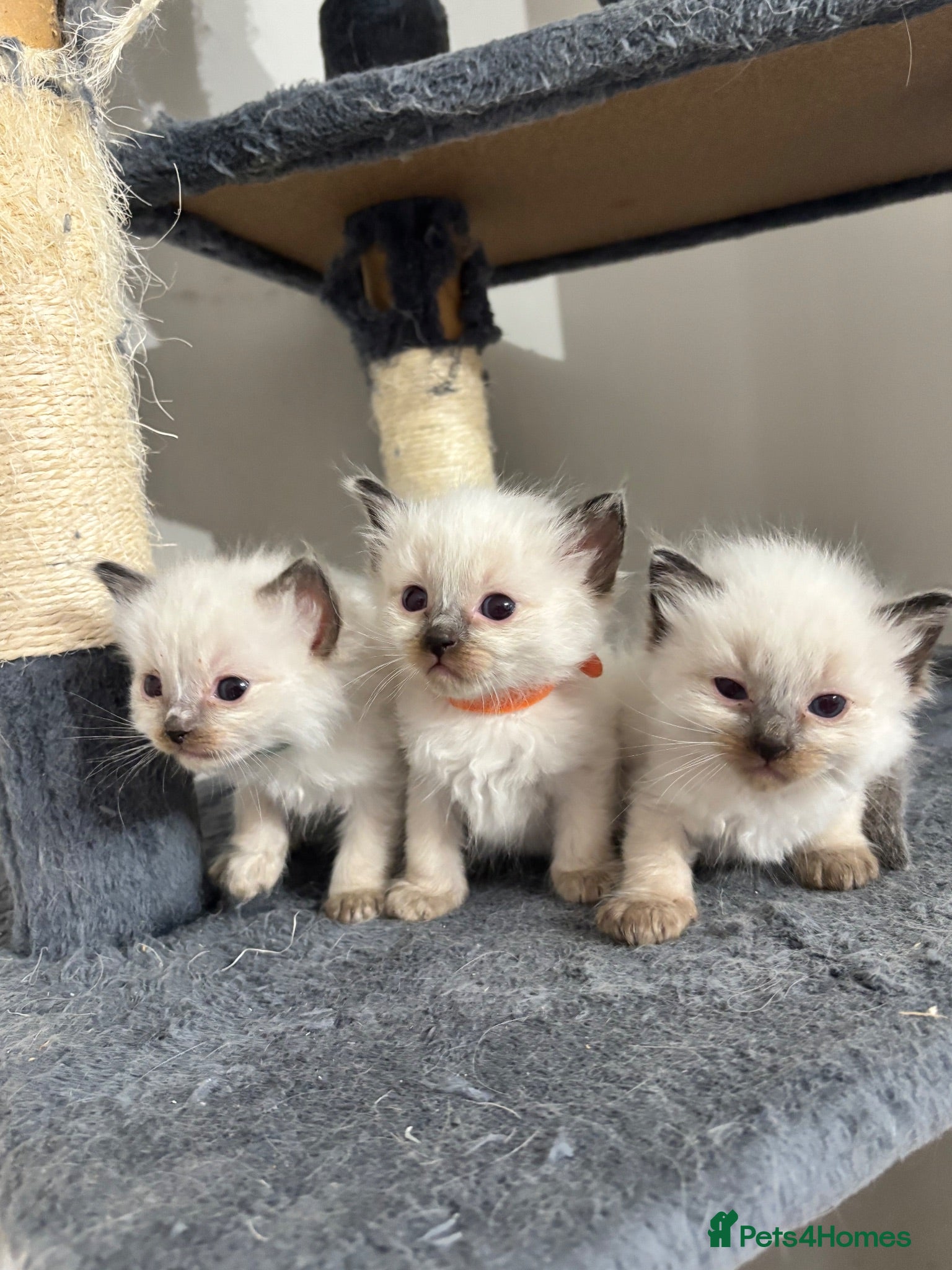 Ragdoll cats Blue point ragdoll kittens  - Advert 1