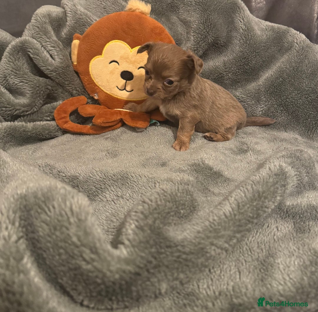 Chihuahua dogs for sale: *** STUNNING CHIHUAHUA LITTER**** - Advert 3