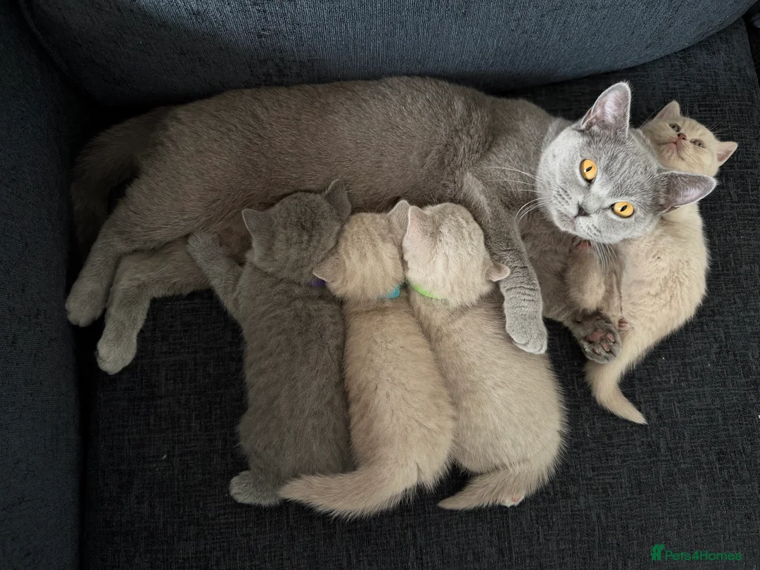 British Shorthair cats for sale: Beautiful British Shorthair kittens   - Advert 31