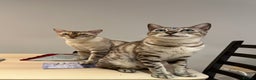 Bengal cats for sale: Two Bengal Boys - Advert 1