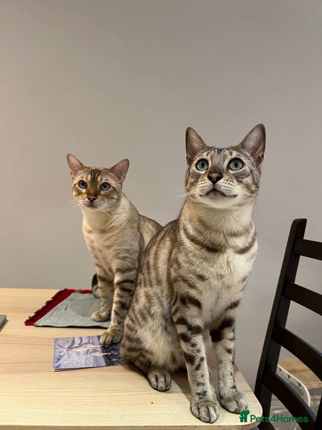 Bengal cats for sale: Two Bengal Boys - Advert 1