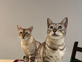 Bengal cats Two Bengal Boys - Advert 1