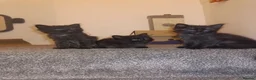 Mixed Breed cats for sale: Beautiful Fluffy Black Kittens - Advert 7