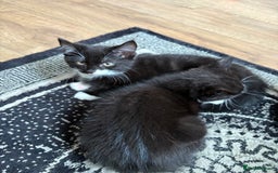 Mixed Breed cats for sale: Kittens mixed breed - Image 5