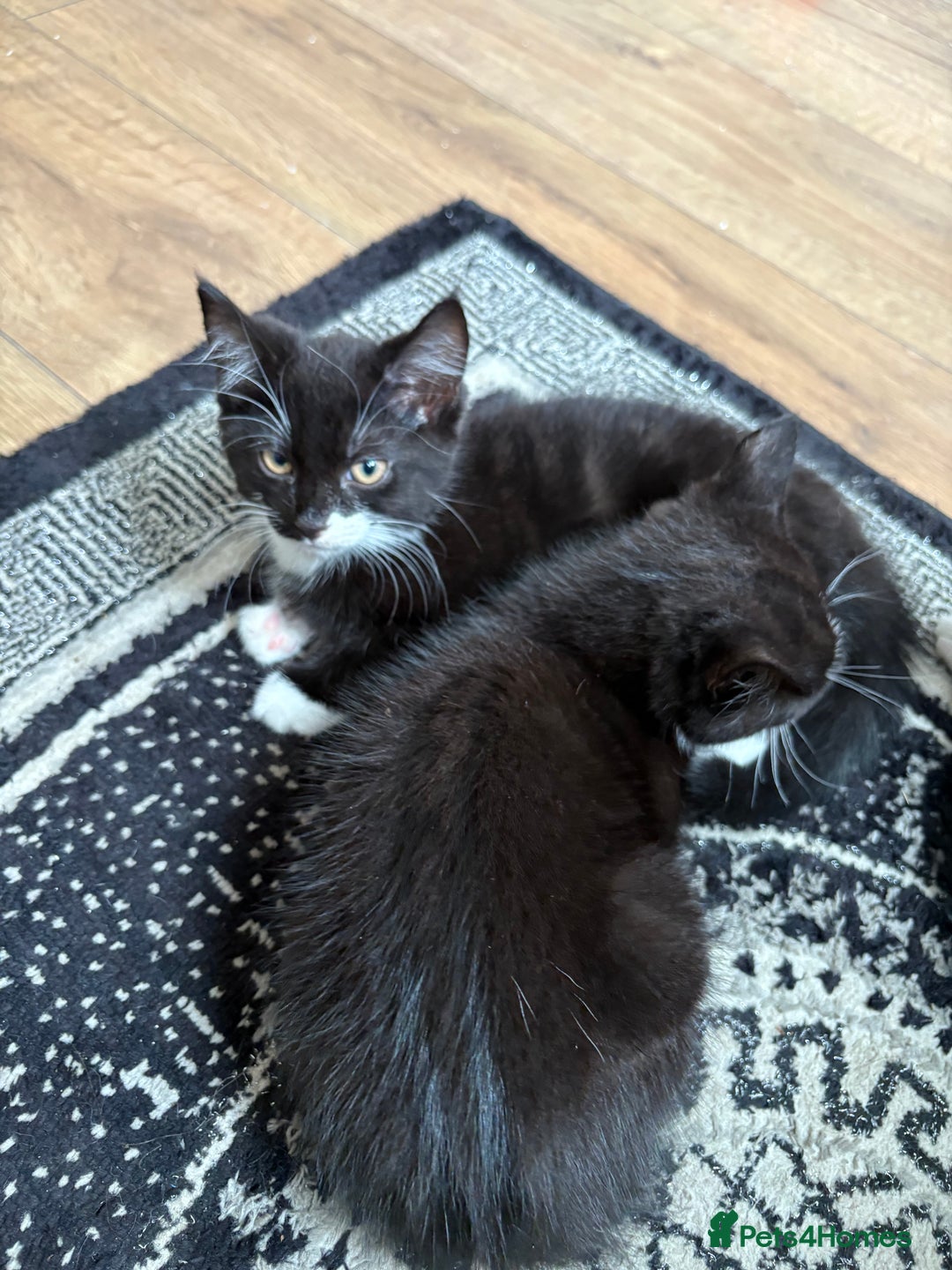 Mixed Breed cats for sale: Kittens mixed breed - Image 5