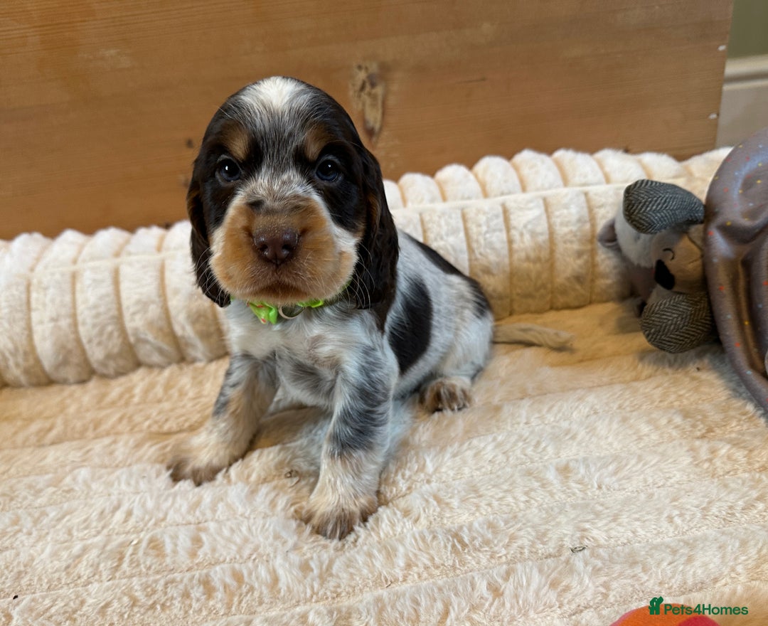 Cocker Spaniel dogs for sale: KC Registered Show Type Cocker Spaniel Puppies  - Advert 8