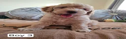 Cavapoo dogs for sale: Outstanding Cavapoo Puppies  - Advert 14