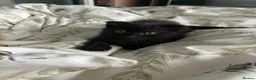 Scottish Fold cats for sale: Black Scottish fold boy - Advert 3