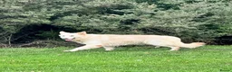 German Shepherd dogs for sale: Female German Shepherd  - Advert 1