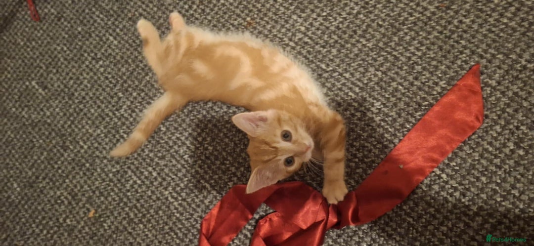American Shorthair cats for sale: Rare Ginger Female Kittens for sale - Image 12