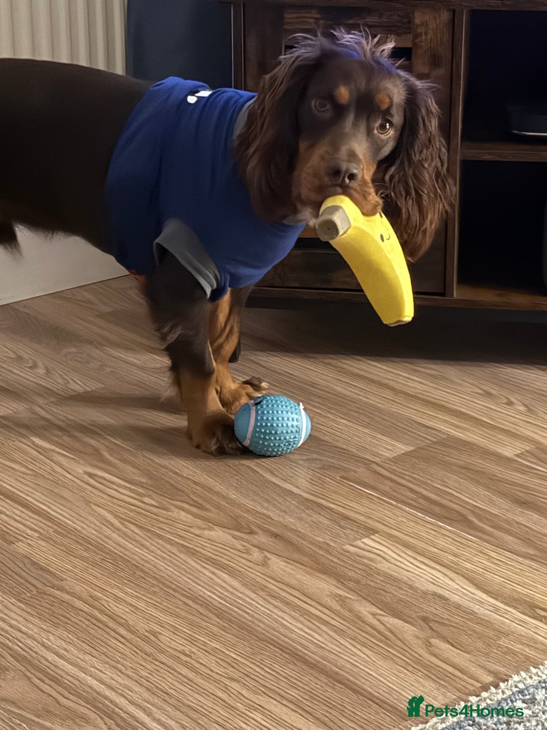 Cocker Spaniel dogs for sale: Beautiful Male Working Cocker Spaniel - Advert 15