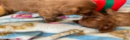 Cavalier King Charles Spaniel dogs for sale: King Charles cavalier puppies ruby - Advert 3