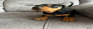 Miniature Dachshund Puppy 1