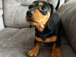 Miniature Dachshund dogs Miniature Dachshund Puppies - Advert 8