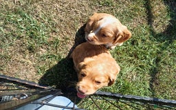 Cocker Spaniel dogs for sale: Male Working Cocker Spaniels - Image 4