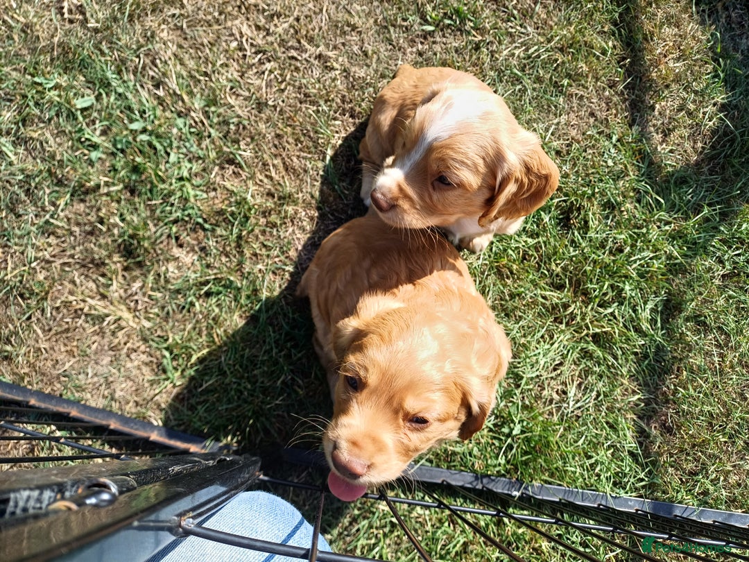Cocker Spaniel dogs for sale: Male Working Cocker Spaniels - Image 4