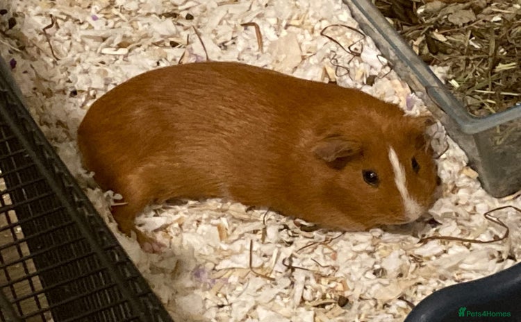 Guinea Pig rodents - Advert 4