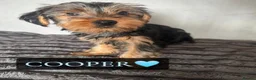Yorkshire Terrier dogs for sale: Yorkshire Terrier Puppies - Advert 11