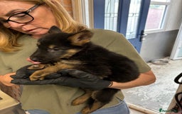 German Shepherd dogs for sale: Big beautiful big boned German Shepherd puppies - Image 1
