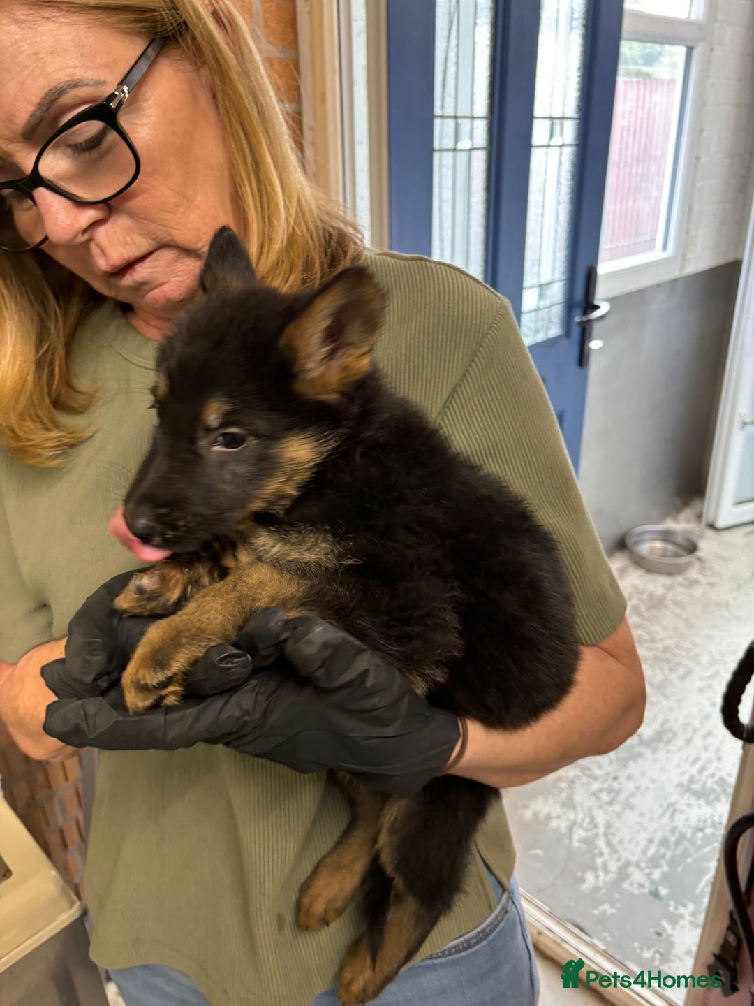 German Shepherd dogs for sale: Big beautiful big boned German Shepherd puppies - Image 1