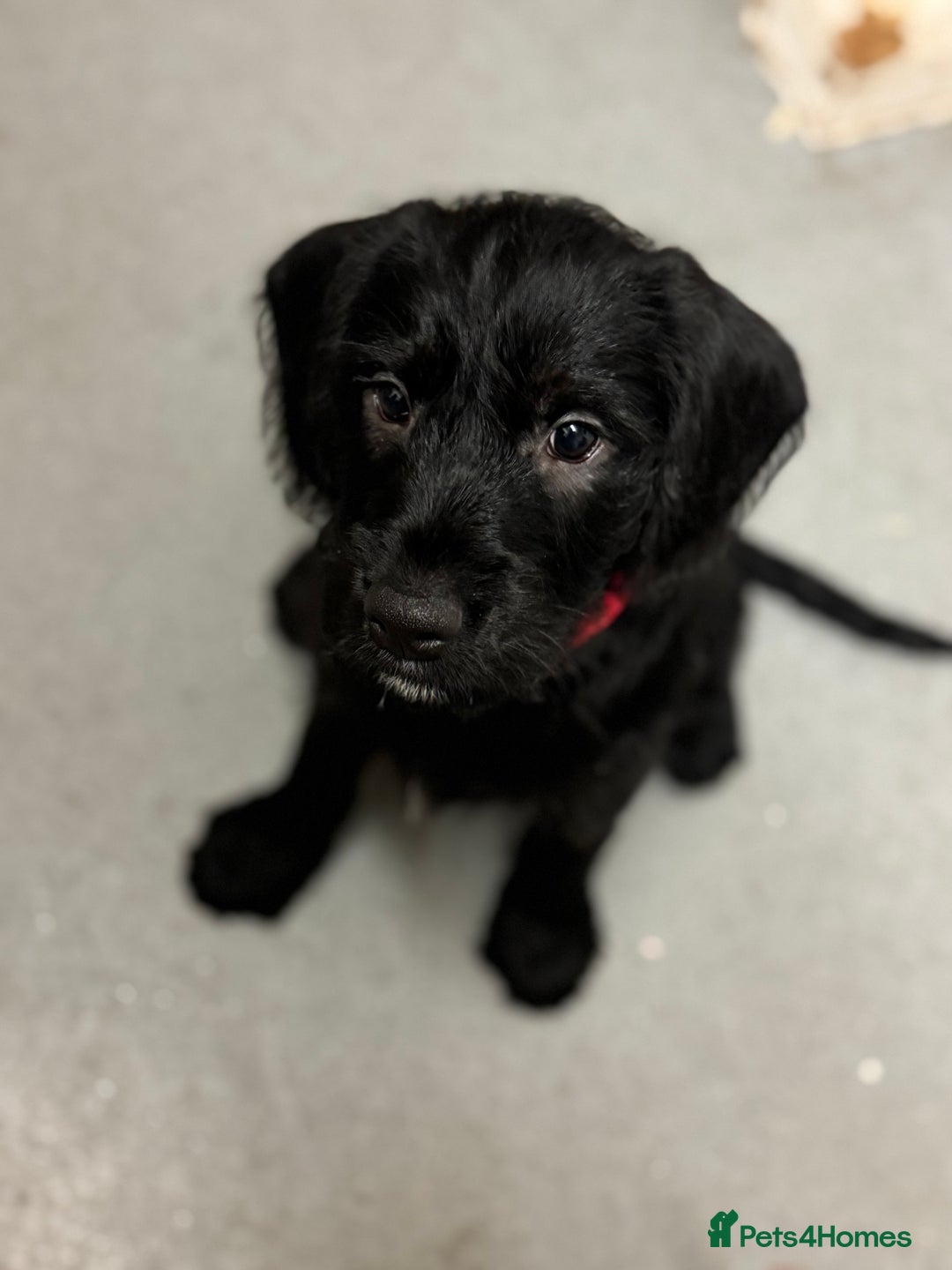 Mixed Breed dogs for sale: Beautiful unique puppies last girl left  - Advert 15