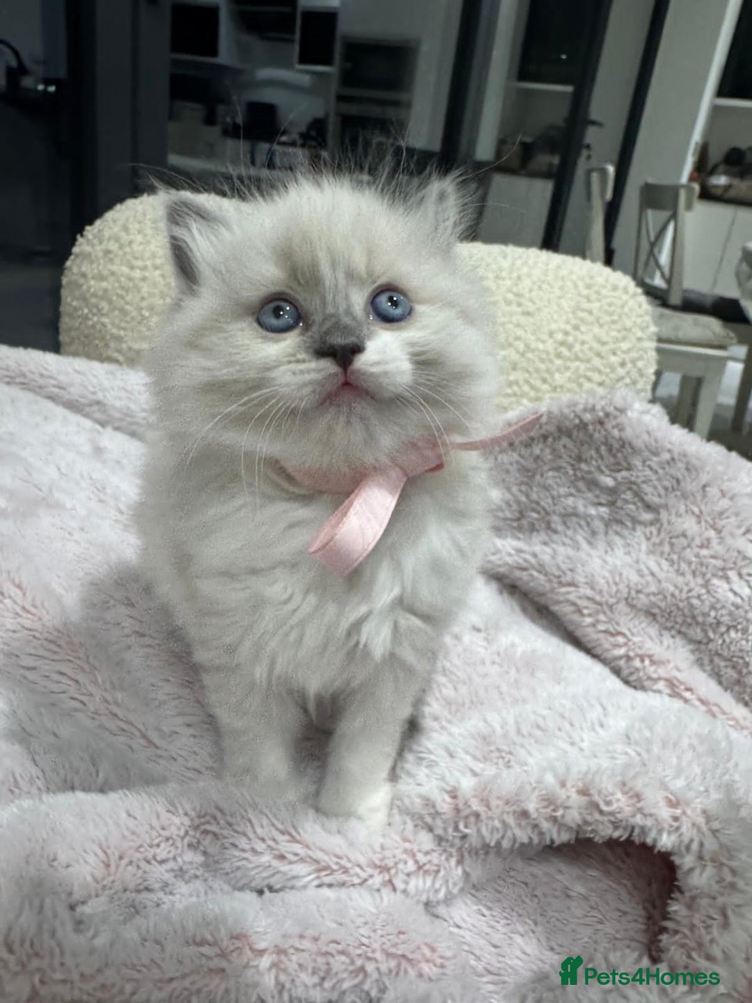 Ragdoll cats for sale: Lovely Ragdoll Kittens  - Advert 7