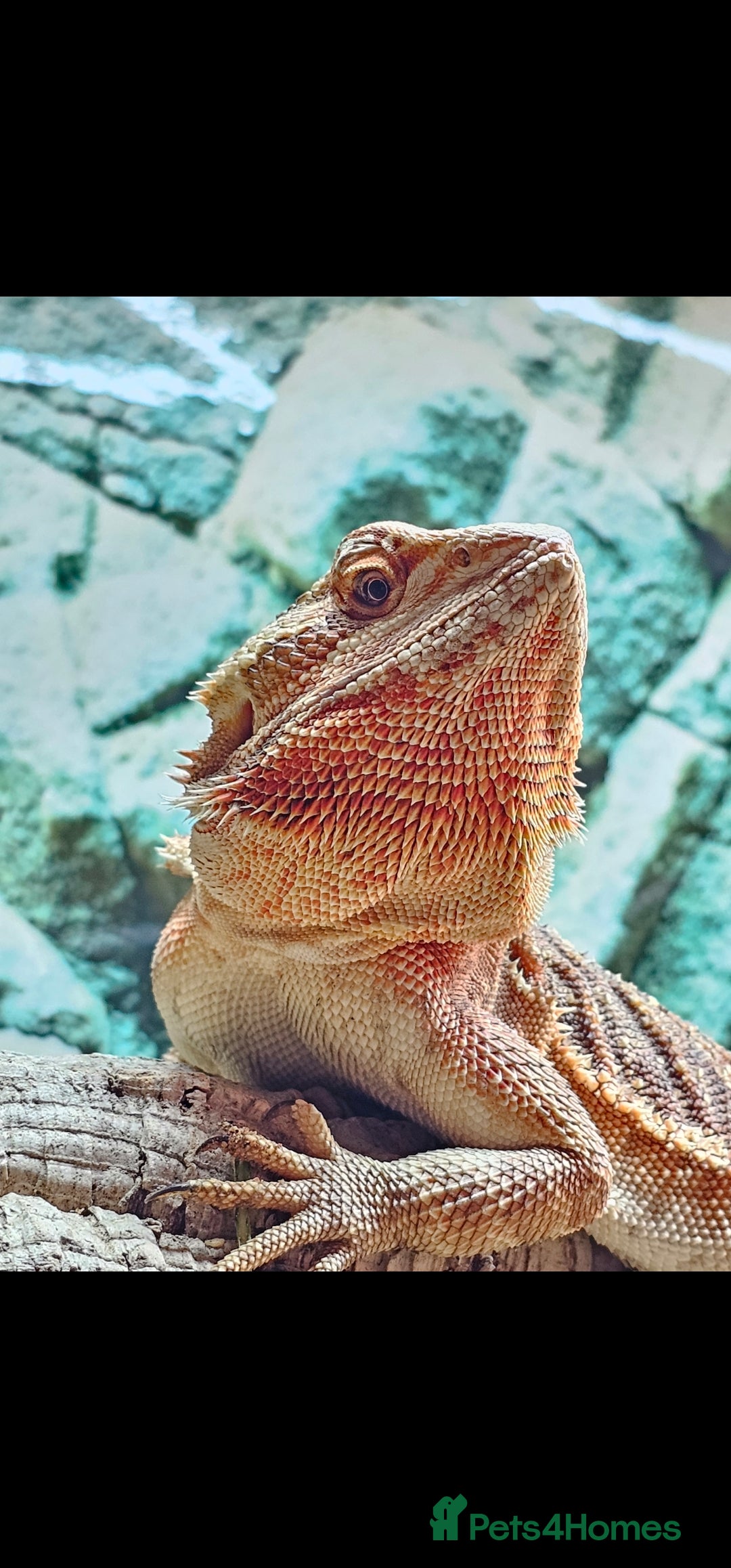 Bearded Dragon reptiles for sale: Female bearded dragon - Advert 1