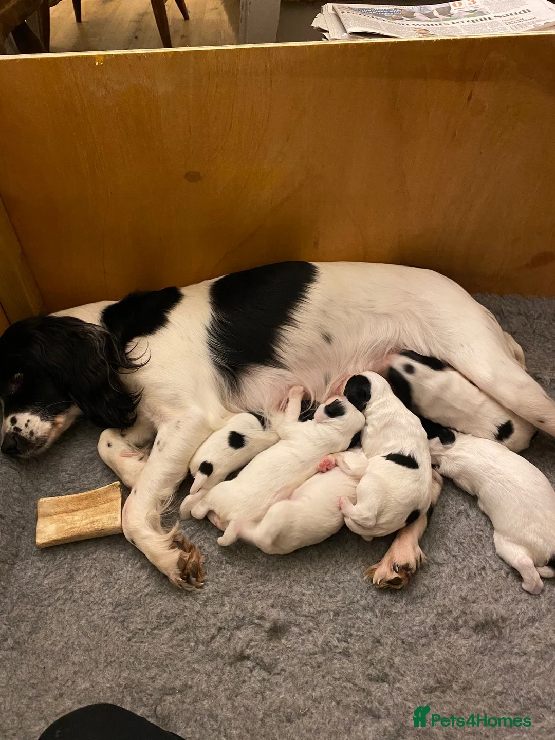 English Springer Spaniel dogs for stud: Health tested working English Springer for stud  in Stockbridge - Advert 5