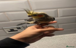 Cockatiels birds for sale: Tame Baby Cockatiel – 12 Weeks Old - Image 1