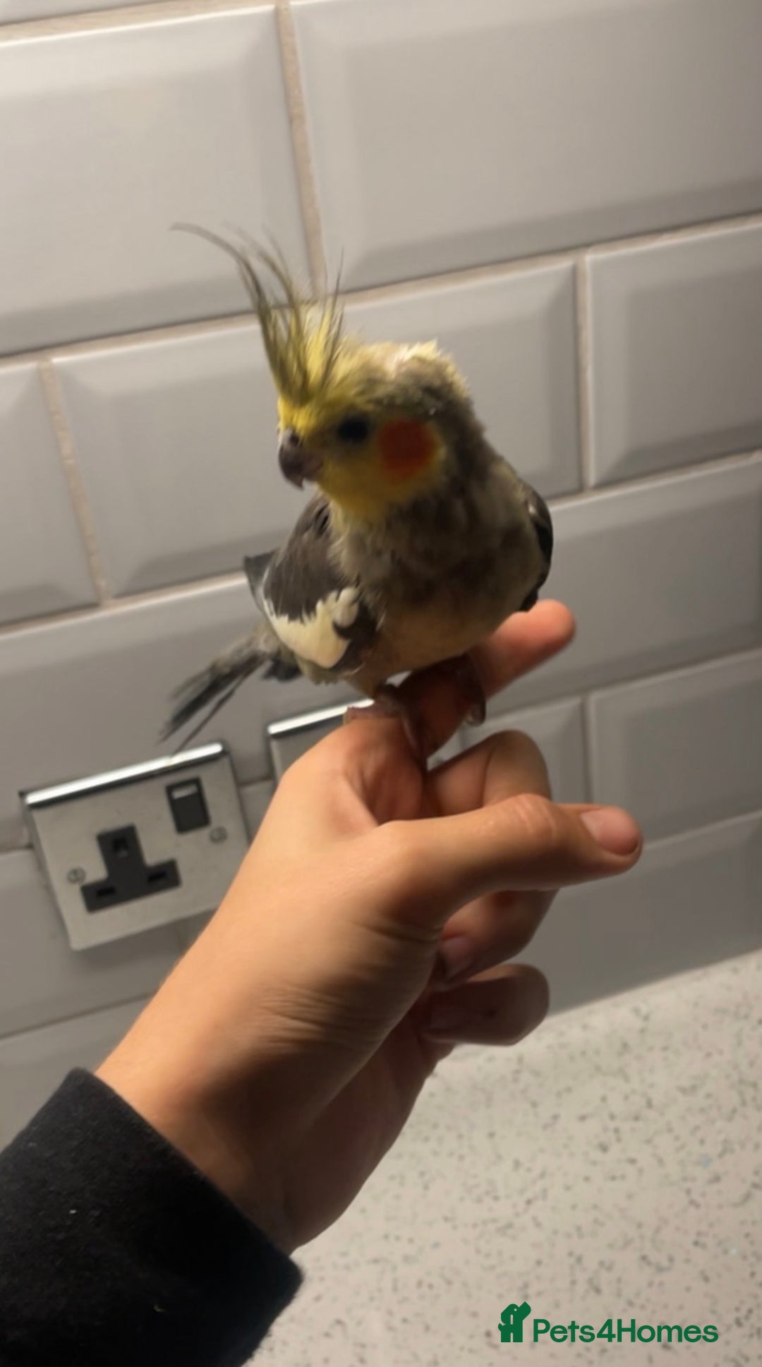 Cockatiels birds for sale: Tame Baby Cockatiel – 12 Weeks Old - Image 1