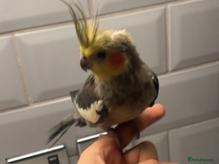 Cockatiels birds - Advert 23