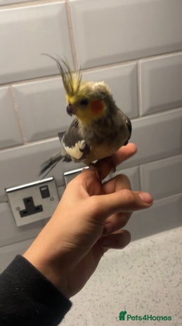 Cockatiels birds - Advert 1